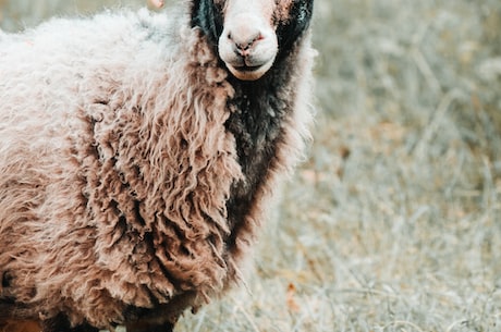 属羊的人和什么属相最配？