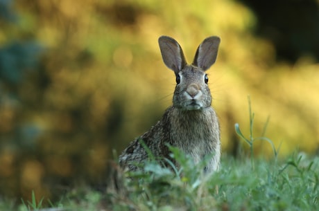 兔的拼音查询及相关信息